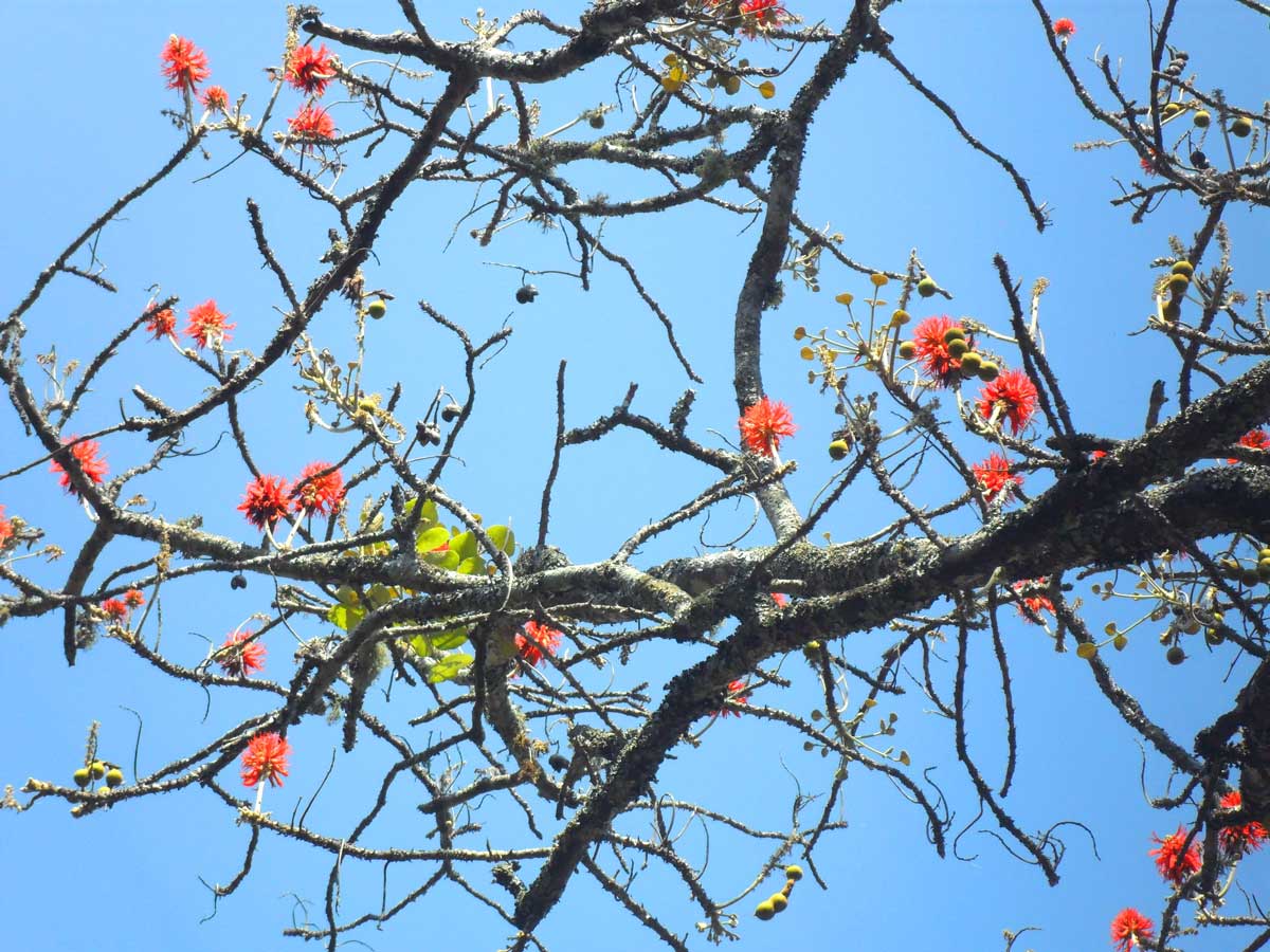 Erythrina abyssinica Erythrina abyssinica