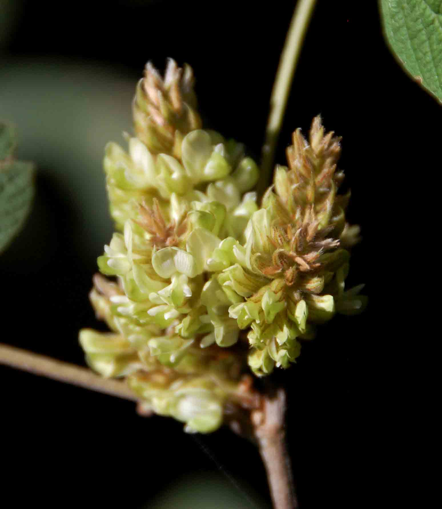 Flemingia grahamiana Flemingia grahamiana