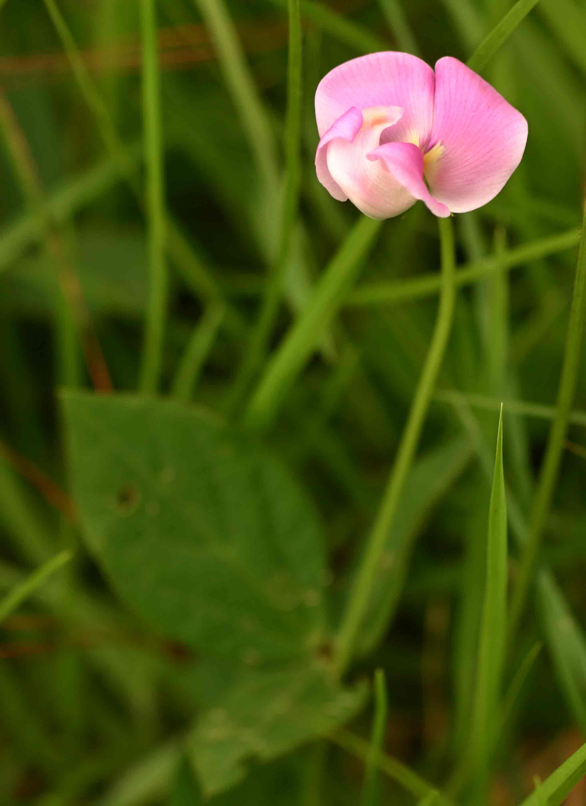 Vigna vexillata var. vexillata Vigna vexillata var. vexillata