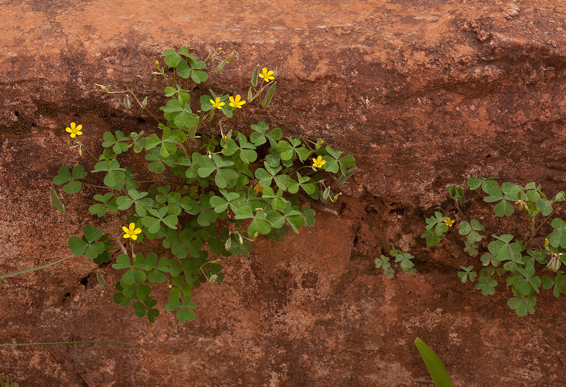 Oxalis corniculata Oxalis corniculata