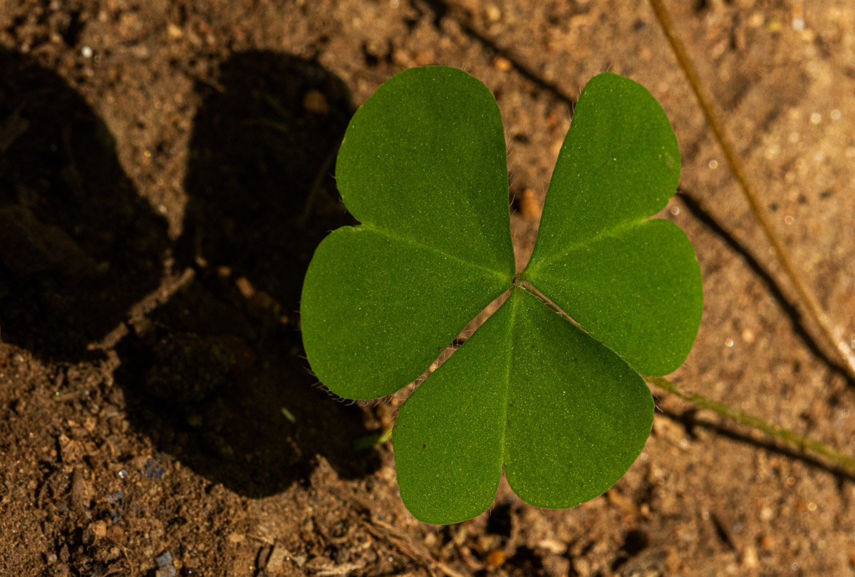 Oxalis corniculata Oxalis corniculata