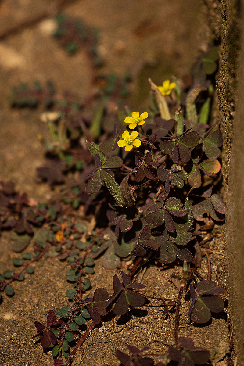 Oxalis corniculata Oxalis corniculata