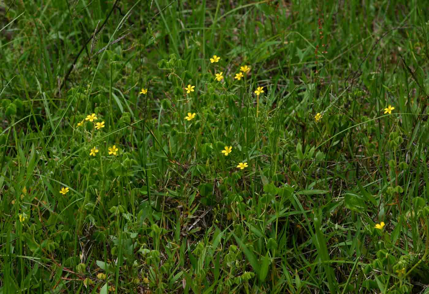 Oxalis corniculata Oxalis corniculata
