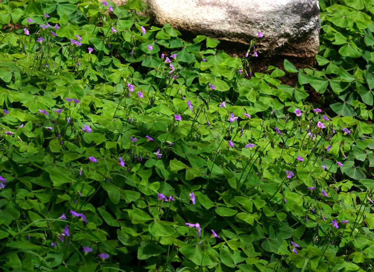 Oxalis latifolia Oxalis latifolia