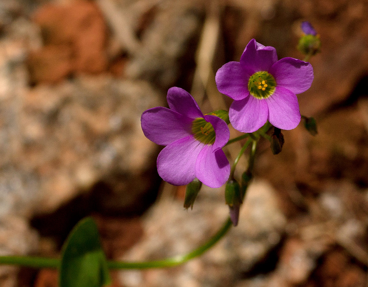 Oxalis latifolia Oxalis latifolia