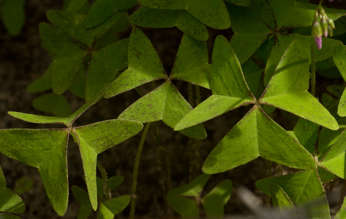 Oxalis latifolia Oxalis latifolia