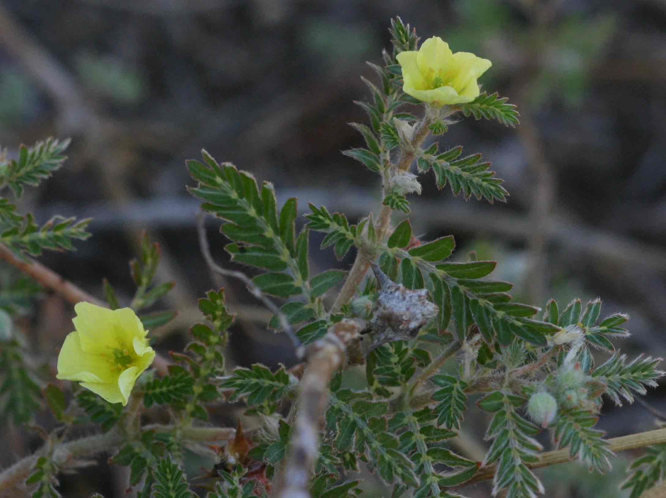 Tribulus terrestris Tribulus terrestris