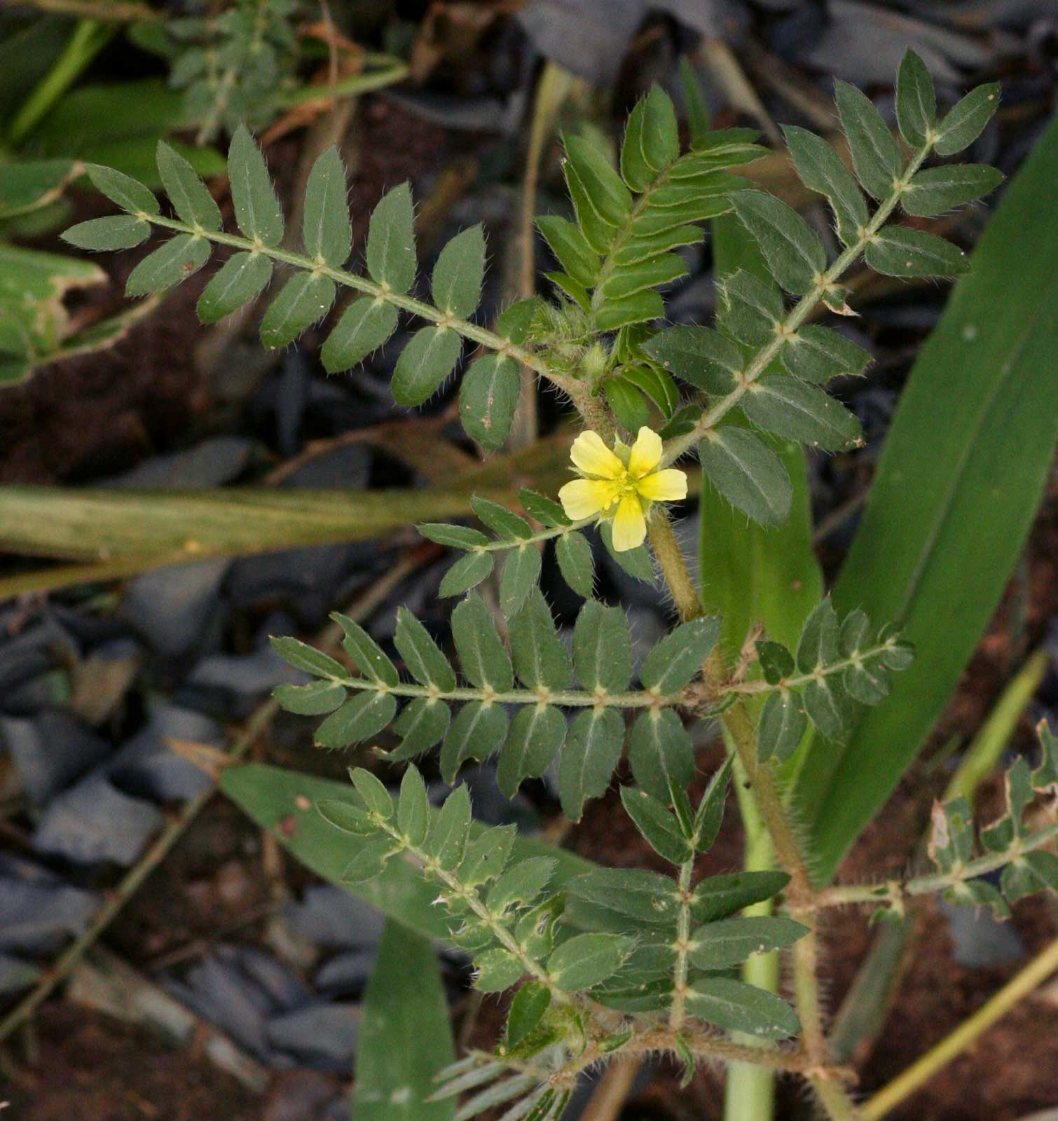 Tribulus terrestris Tribulus terrestris