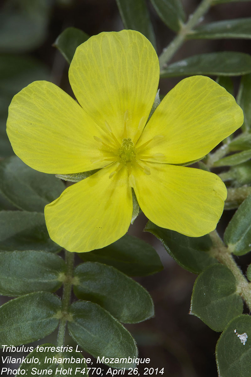 Tribulus terrestris Tribulus terrestris