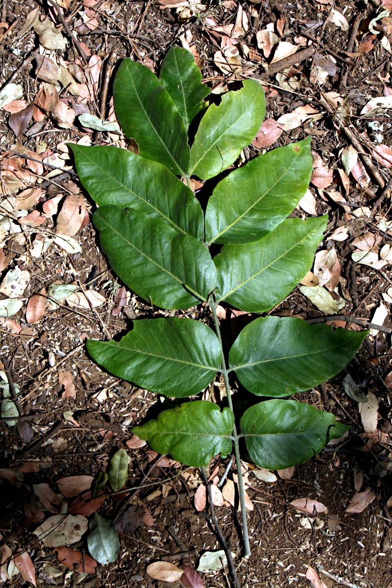 Fagaropsis angolensis Fagaropsis angolensis