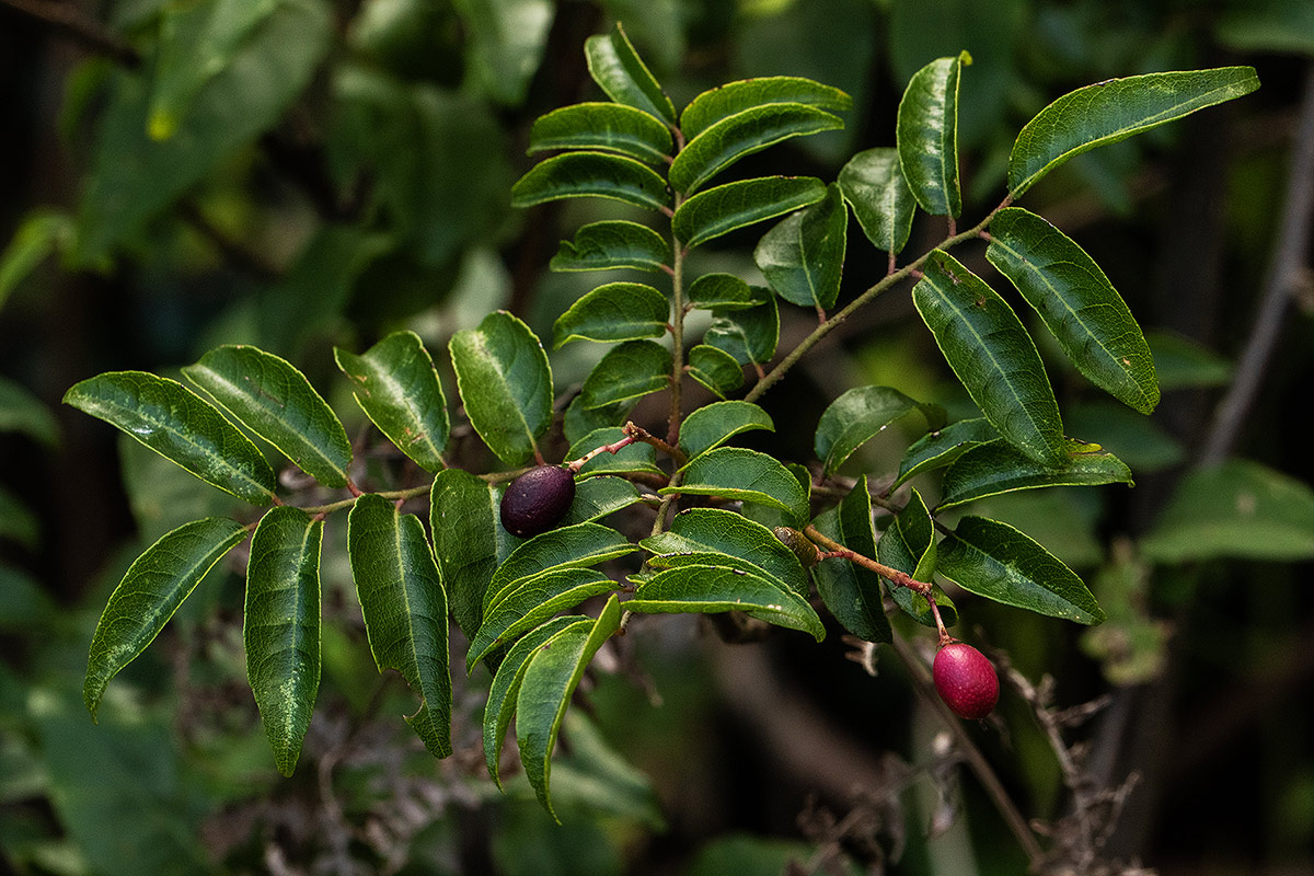 Clausena anisata Clausena anisata