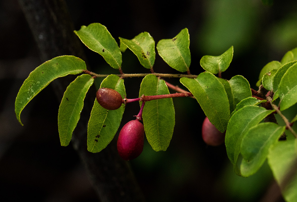 Clausena anisata Clausena anisata