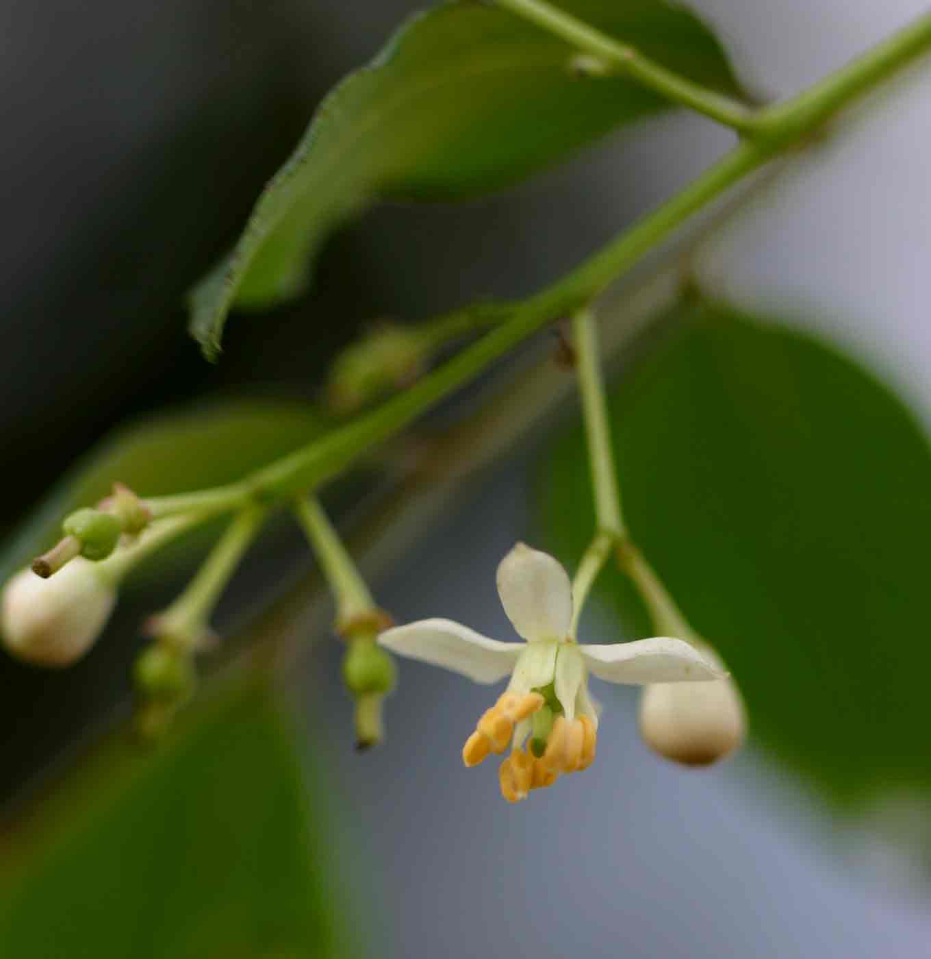 Clausena anisata Clausena anisata