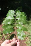 Lovoa swynnertonii