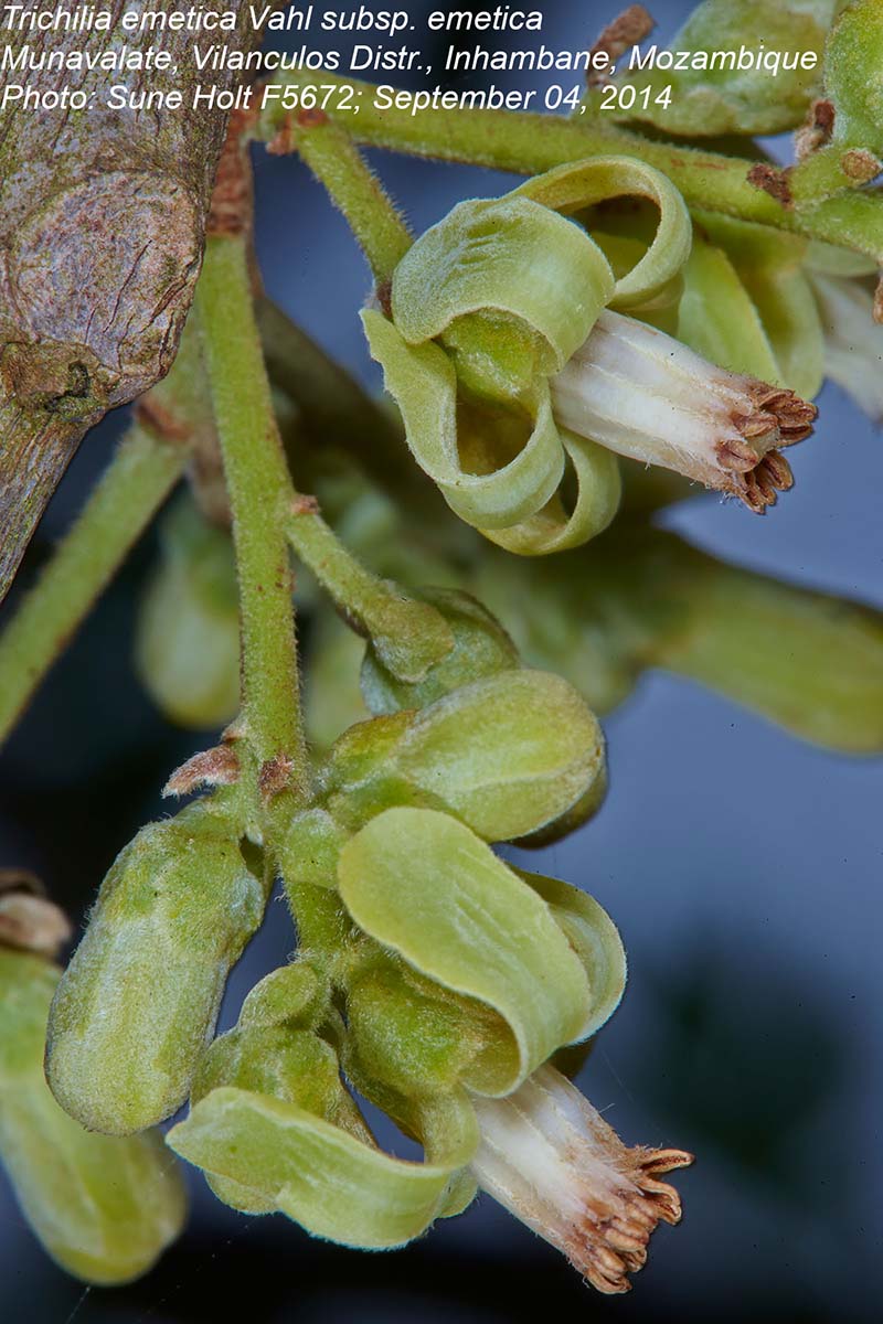 Trichilia emetica subsp. emetica Trichilia emetica subsp. emetica