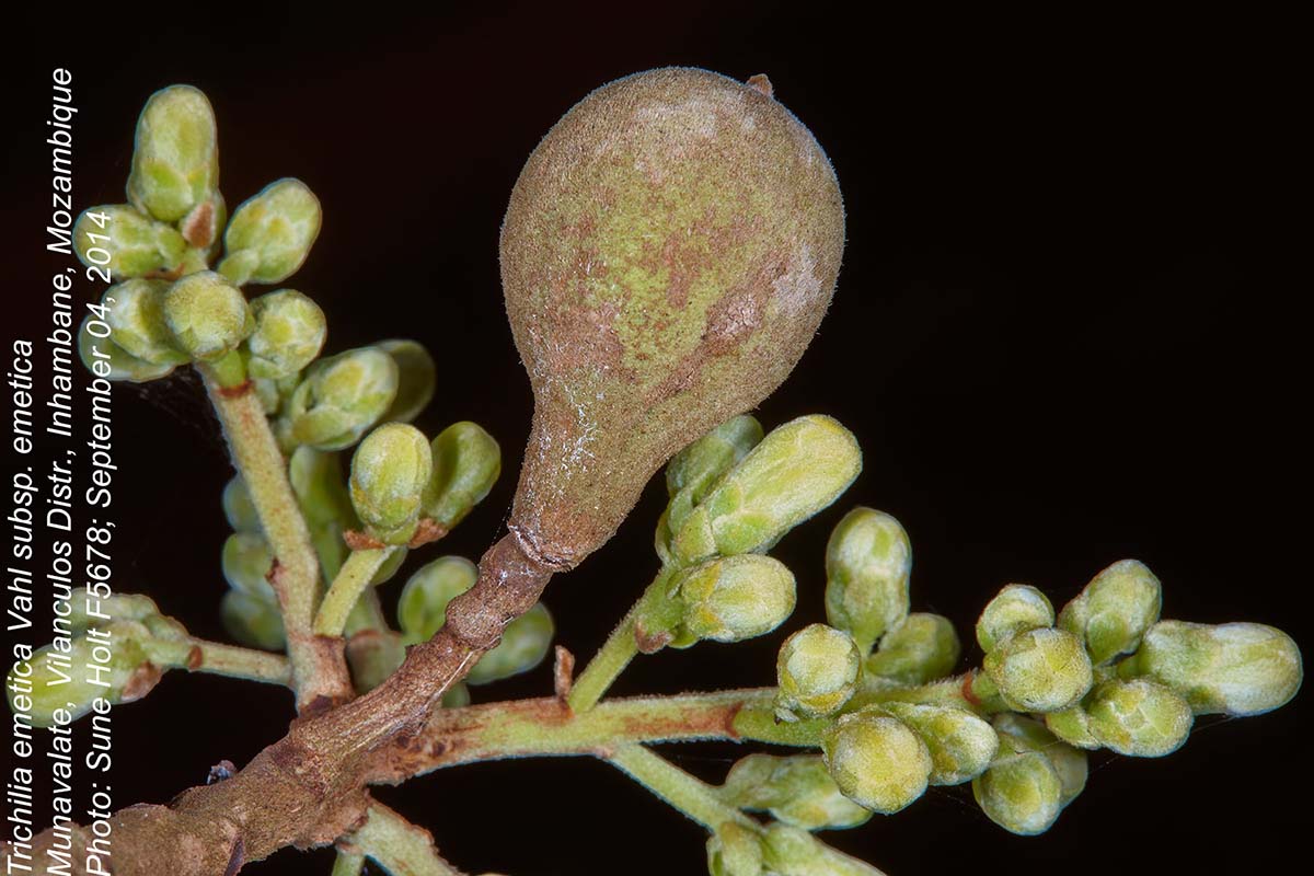 Trichilia emetica subsp. emetica Trichilia emetica subsp. emetica