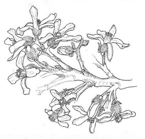 Trichilia emetica subsp. emetica Trichilia emetica subsp. emetica