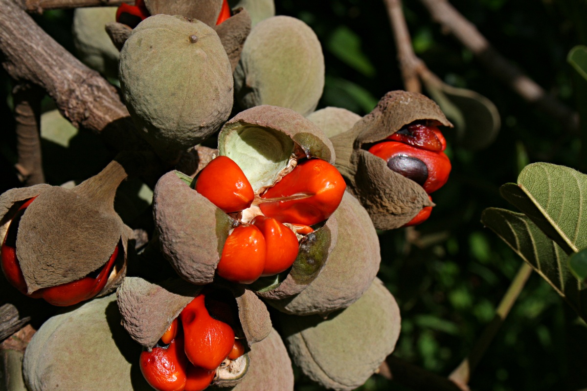 Trichilia emetica subsp. emetica Trichilia emetica subsp. emetica