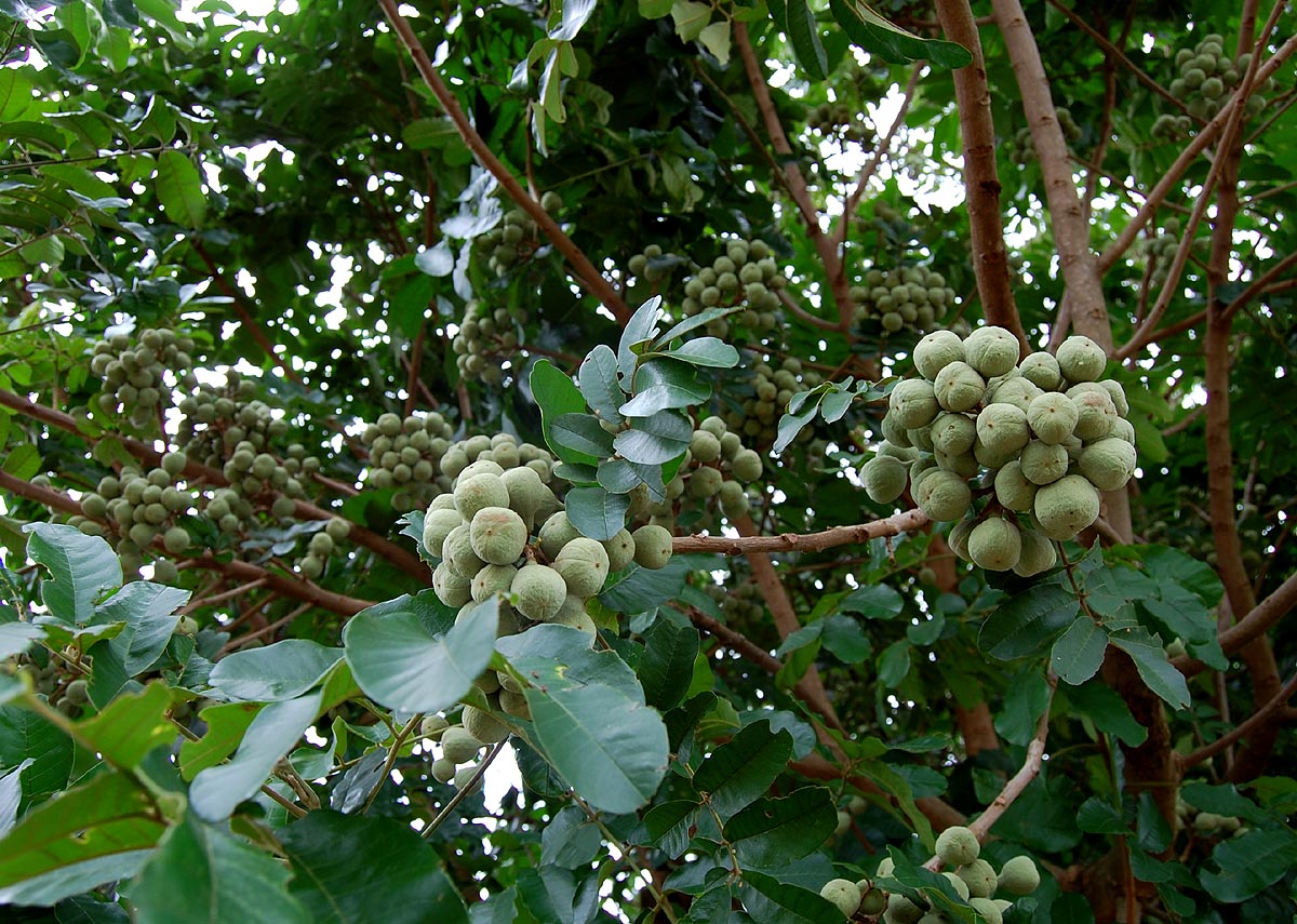 Trichilia emetica subsp. emetica Trichilia emetica subsp. emetica