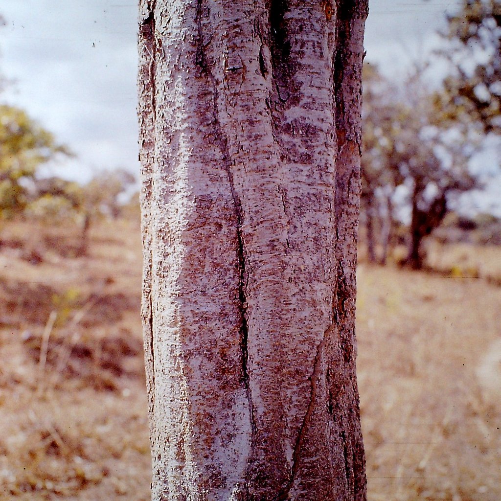 Securidaca longepedunculata Securidaca longepedunculata