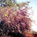 Securidaca longepedunculata