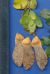 Securidaca longepedunculata