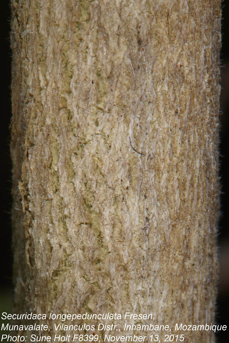 Securidaca longepedunculata Securidaca longepedunculata