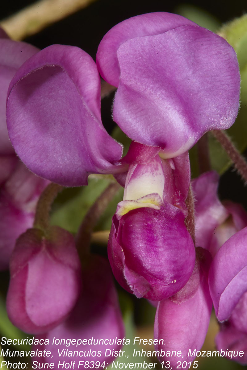 Securidaca longepedunculata Securidaca longepedunculata