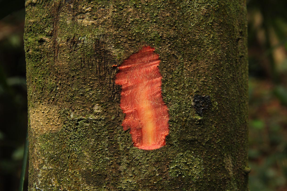 Macaranga capensis Macaranga capensis