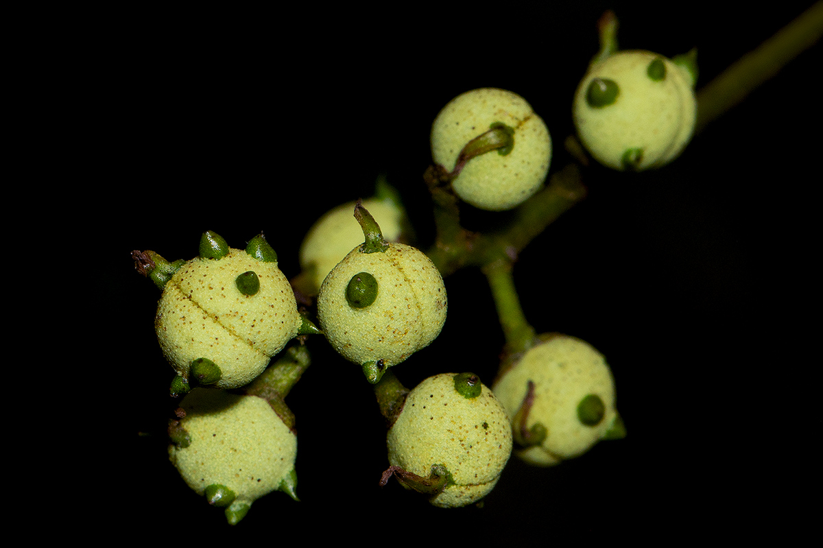 Macaranga mellifera Macaranga mellifera