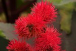 Ricinus communis var. communis