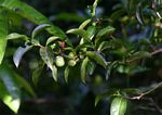 Shirakiopsis elliptica