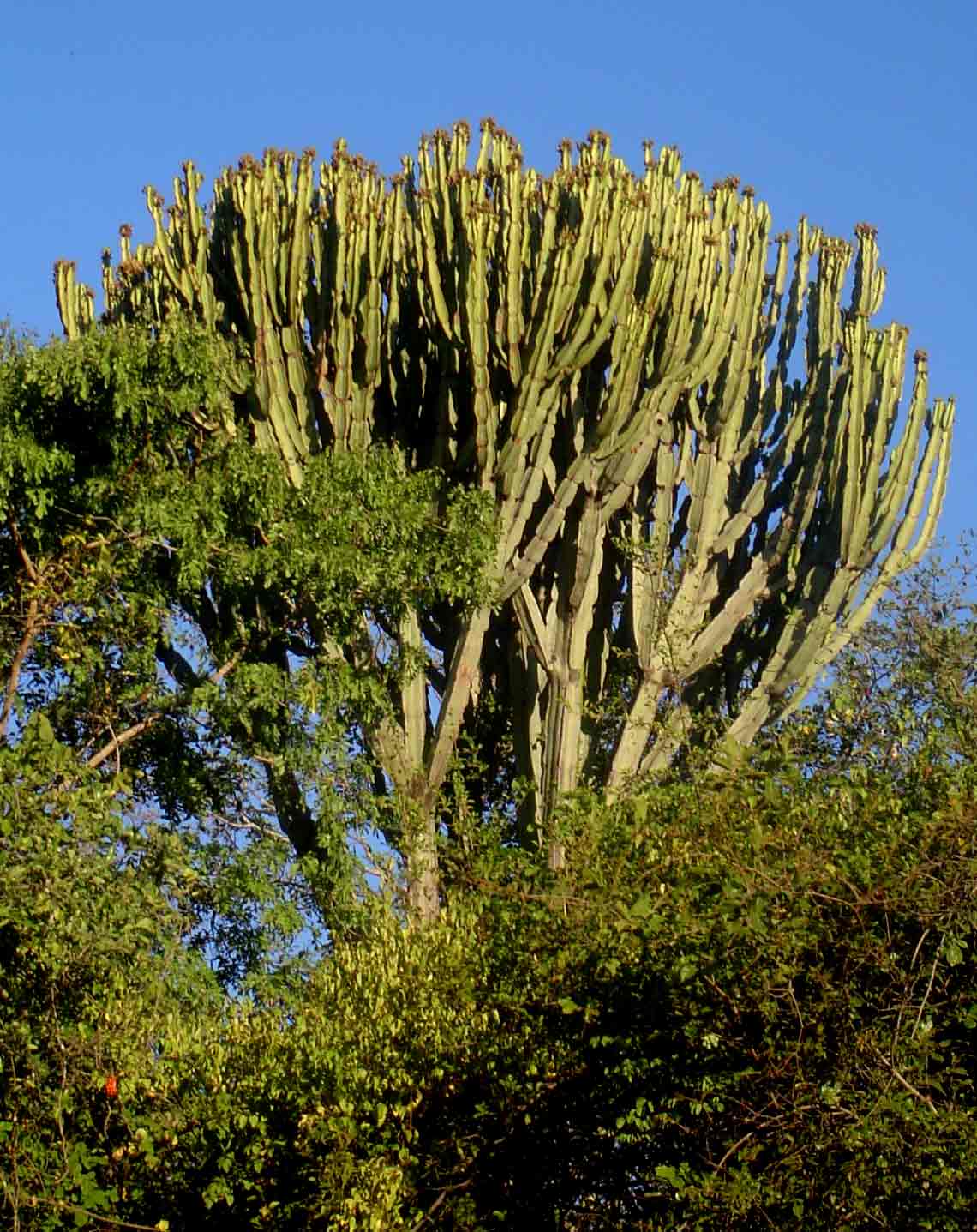 Euphorbia ingens Euphorbia ingens