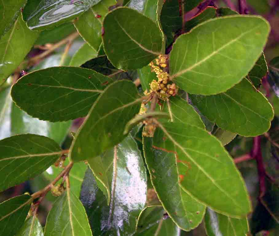 Mystroxylon aethiopicum Mystroxylon aethiopicum