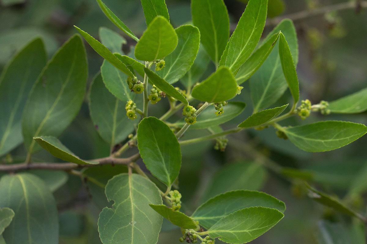 Mystroxylon aethiopicum Mystroxylon aethiopicum