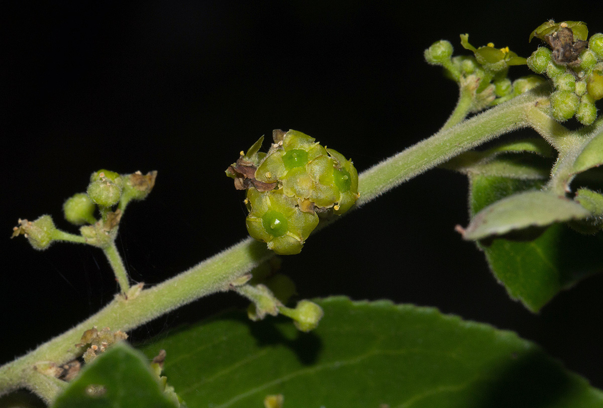 Mystroxylon aethiopicum Mystroxylon aethiopicum
