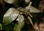 Mystroxylon aethiopicum