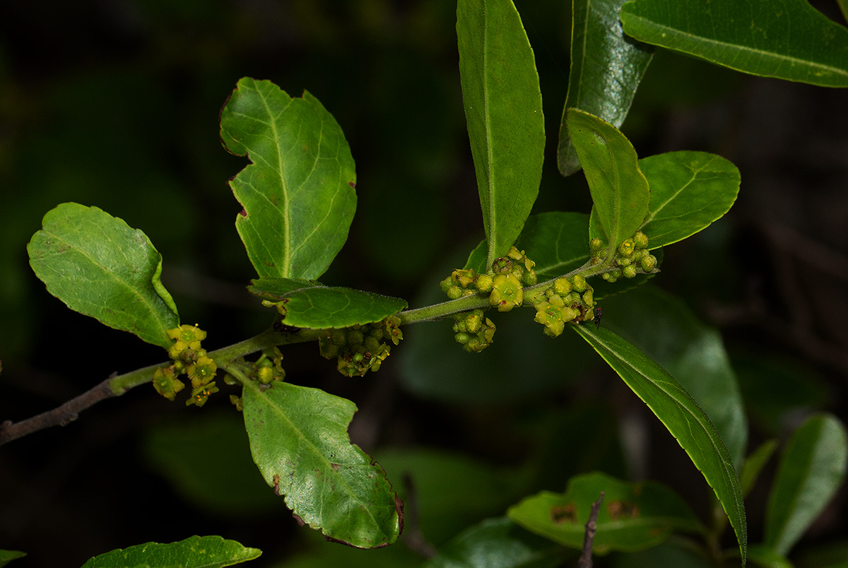 Mystroxylon aethiopicum Mystroxylon aethiopicum