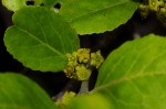 Mystroxylon aethiopicum