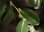 Mystroxylon aethiopicum