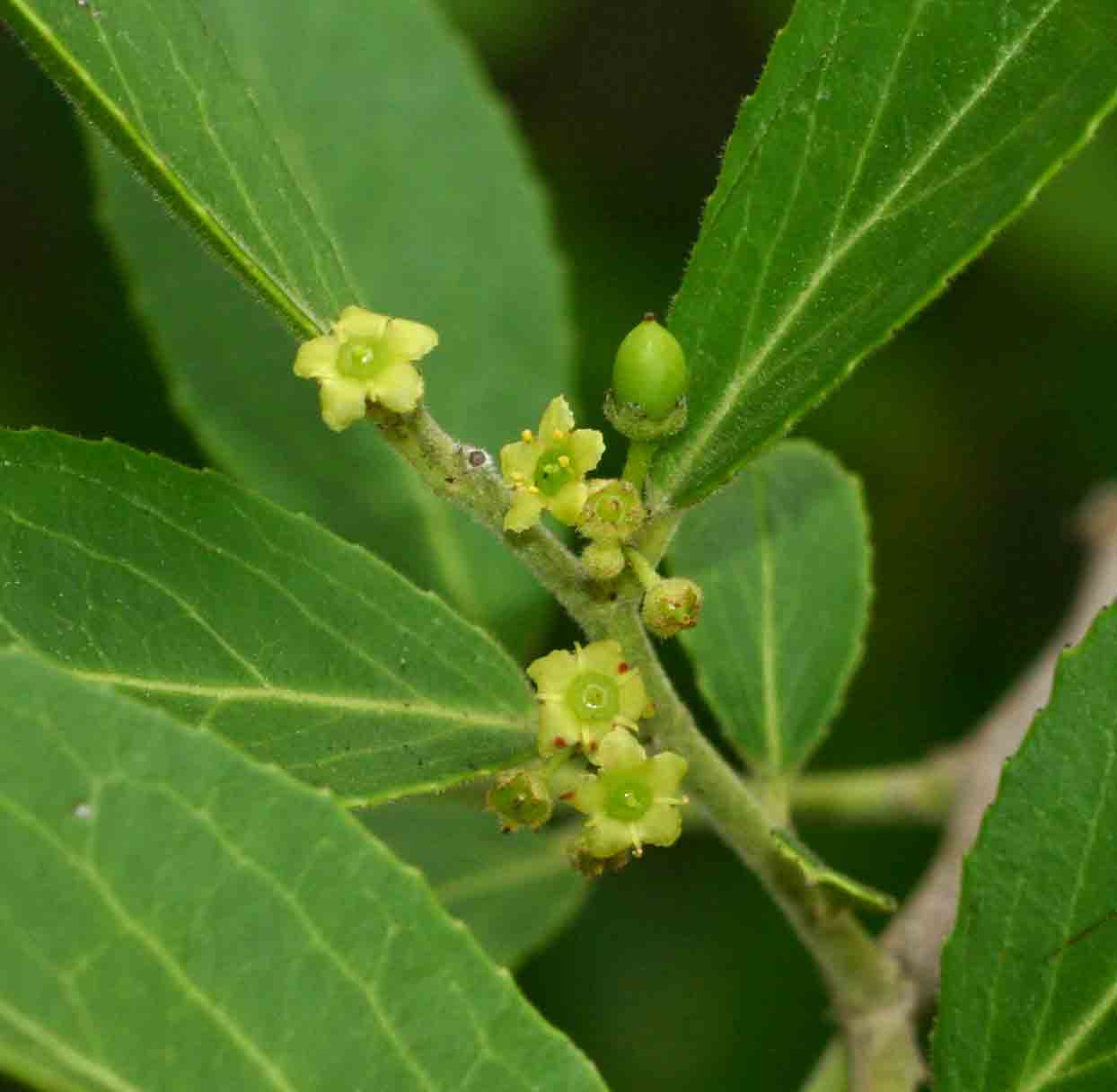 Mystroxylon aethiopicum Mystroxylon aethiopicum
