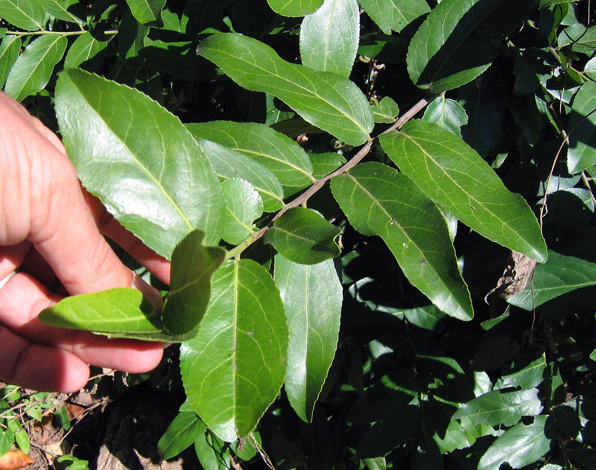 Mystroxylon aethiopicum Mystroxylon aethiopicum