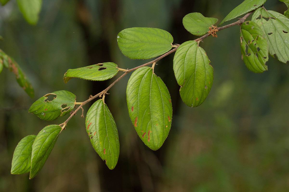 Ziziphus abyssinica Ziziphus abyssinica