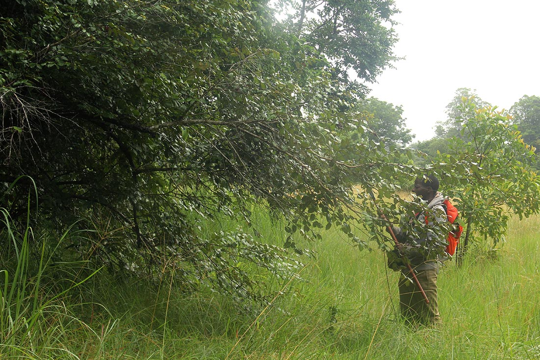 Ziziphus abyssinica Ziziphus abyssinica