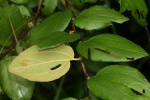Ziziphus abyssinica
