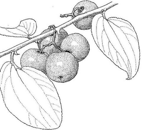 Ziziphus abyssinica