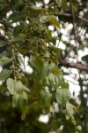 Ziziphus abyssinica