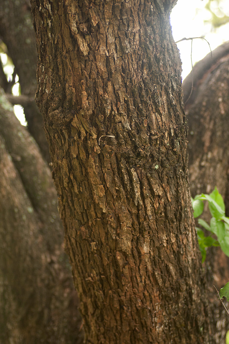 Ziziphus abyssinica