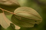 Ziziphus abyssinica