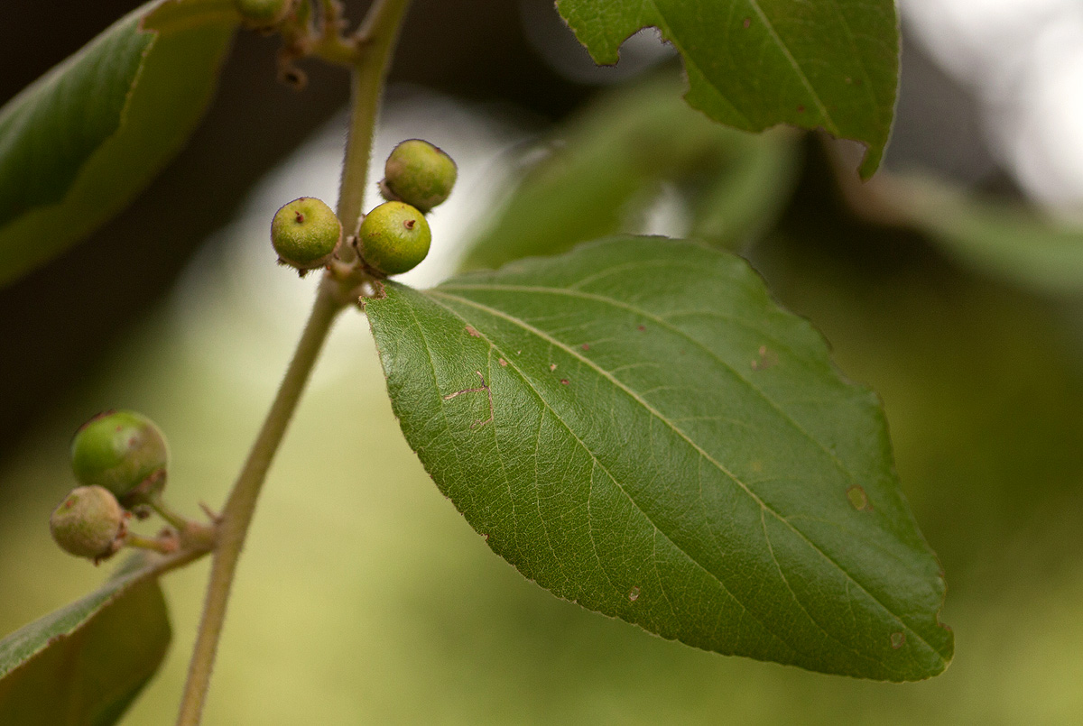 Ziziphus abyssinica